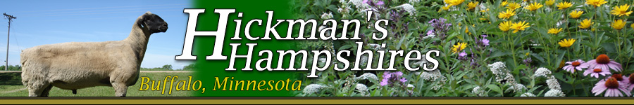 Hickman's Hampshires